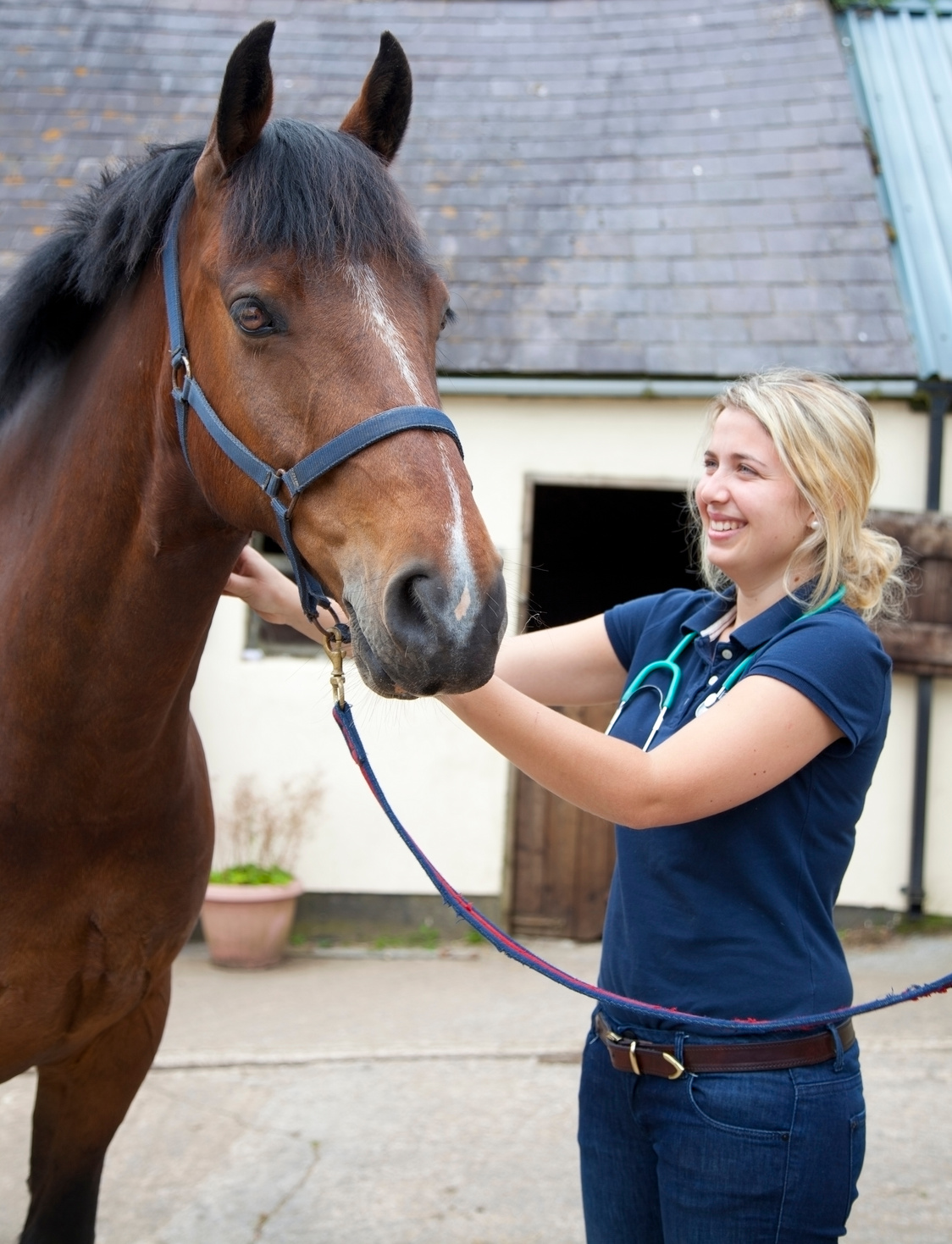 vet examining horse