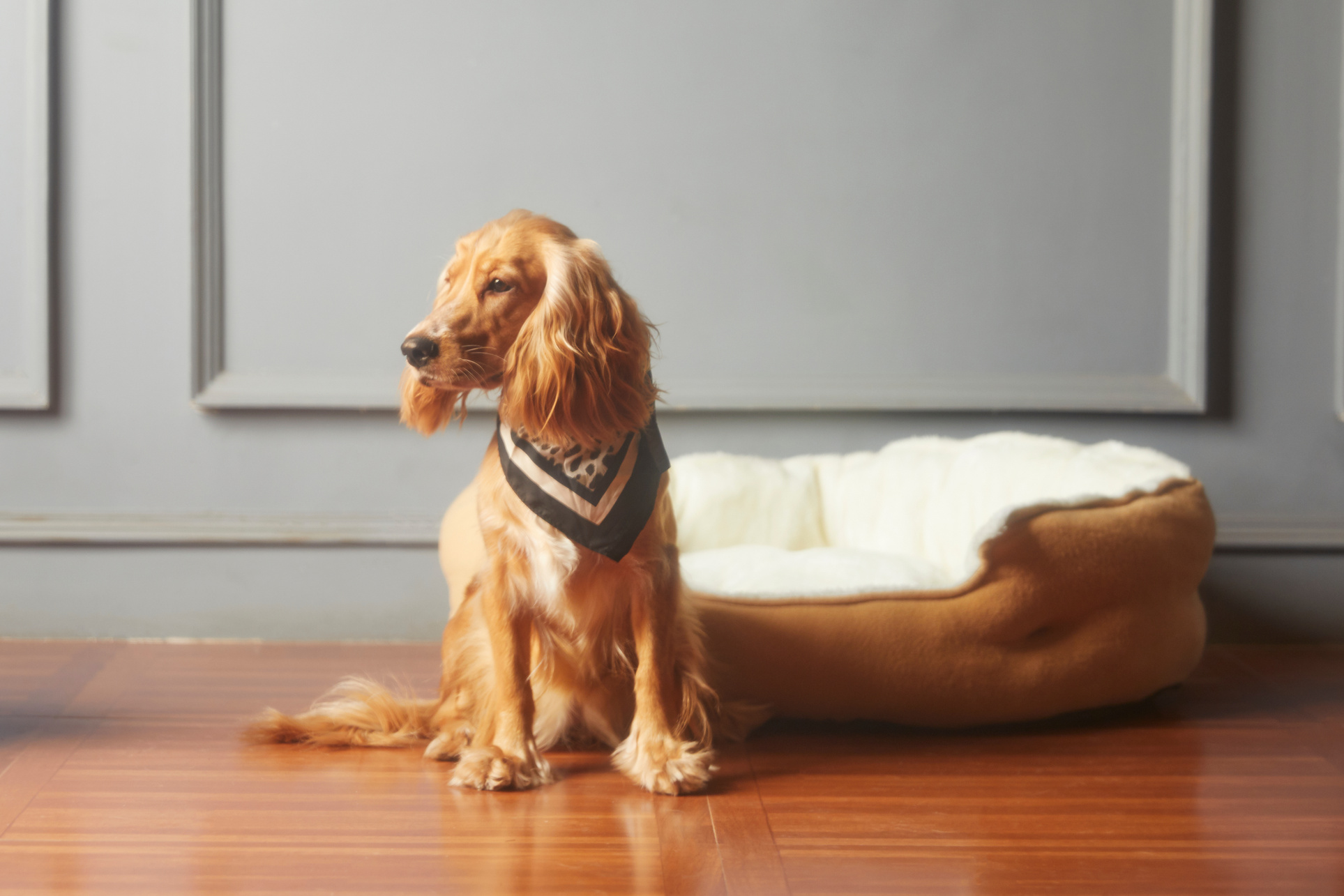 Portrait of Pet Dog