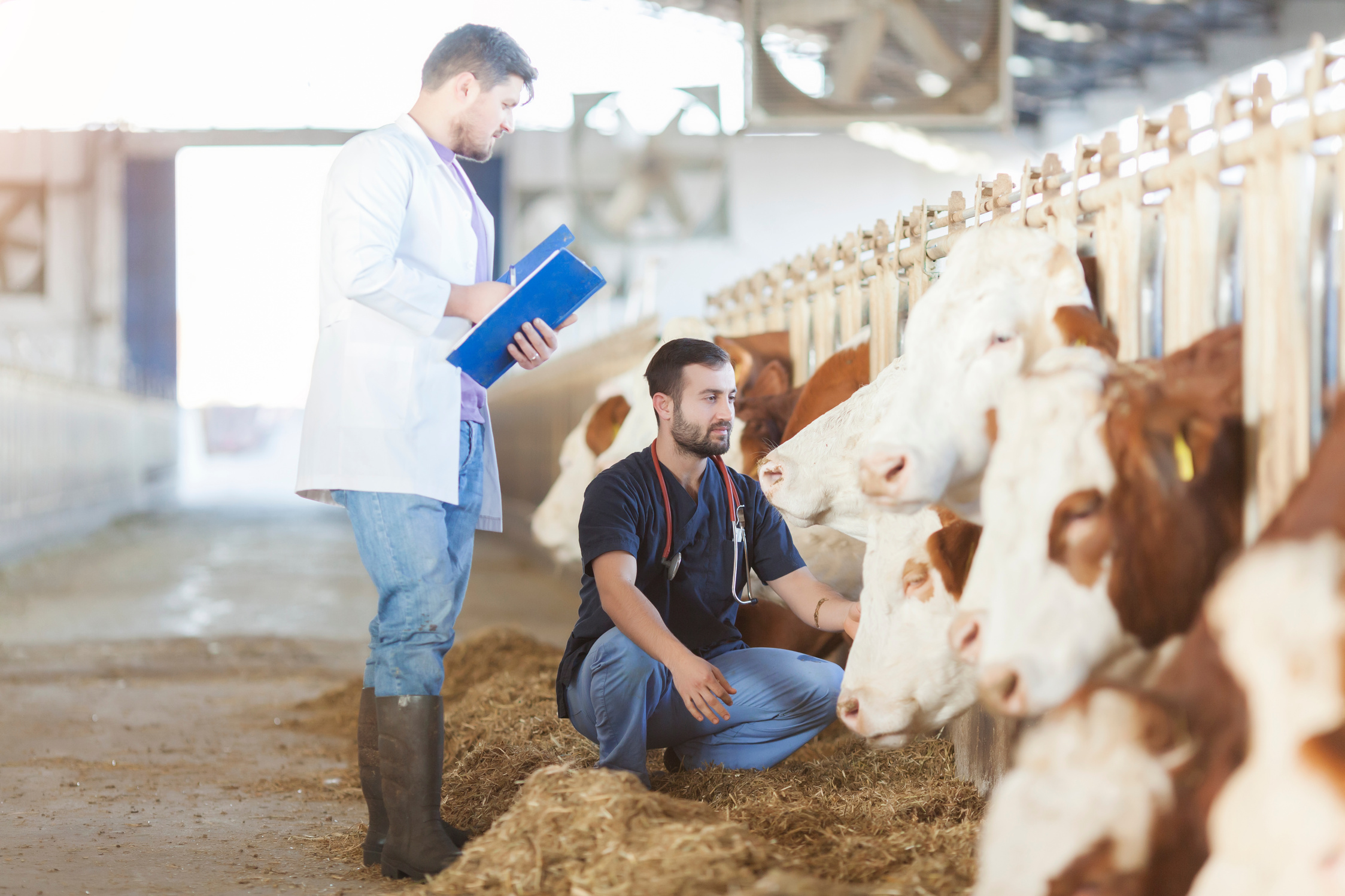 Vet and Cows