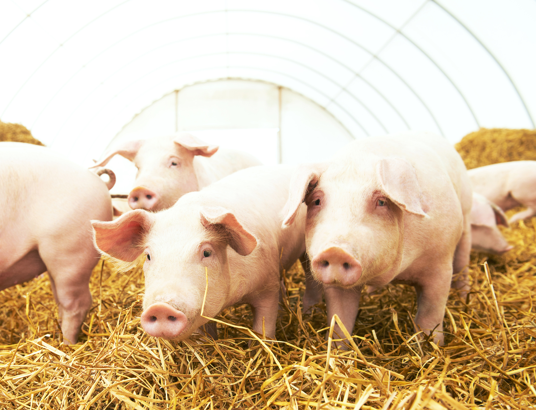 Pig Farm